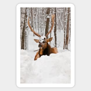 Red Deer In Snow Sticker